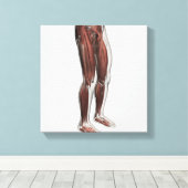 Anatomie van de mannetjes, voorzijde 1 canvas afdruk (Insitu (Houten vloer))