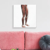 Anatomie van de mannetjes, voorzijde 1 canvas afdruk (Insitu (Woonkamer))