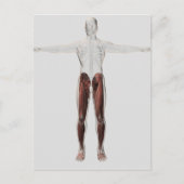 Anatomie van de mannetjes, voorzijde 2 briefkaart (Voorkant)