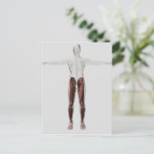 Anatomie van de mannetjes, voorzijde 2 briefkaart (Staand voorkant)