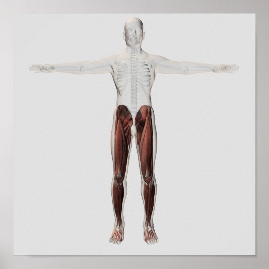 Anatomie van de mannetjes, voorzijde 2 poster (Voorkant)