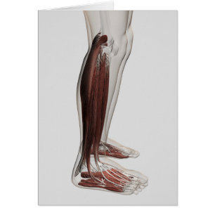 Anatomie van de mannetjes, voorzijde 3