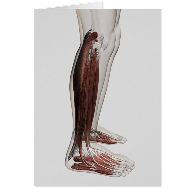 Anatomie van de mannetjes, voorzijde 3 (Voorkant)