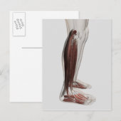 Anatomie van de mannetjes, voorzijde 3 briefkaart (Voorkant / Achterkant)