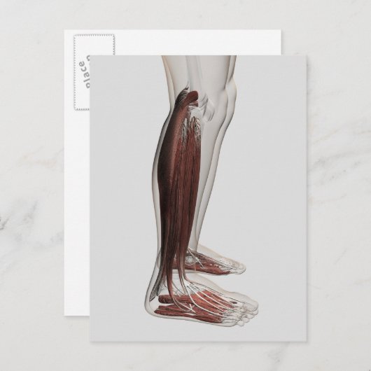 Anatomie van de mannetjes, voorzijde 3 briefkaart (Voorkant / Achterkant)