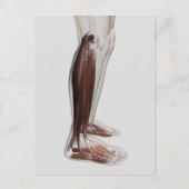 Anatomie van de mannetjes, voorzijde 3 briefkaart (Voorkant)