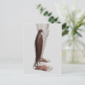 Anatomie van de mannetjes, voorzijde 3 briefkaart (Staand voorkant)