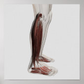 Anatomie van de mannetjes, voorzijde 3 poster (Voorkant)