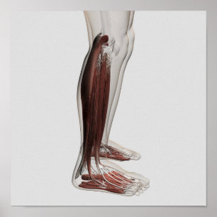 Anatomie van de mannetjes, voorzijde 3 poster