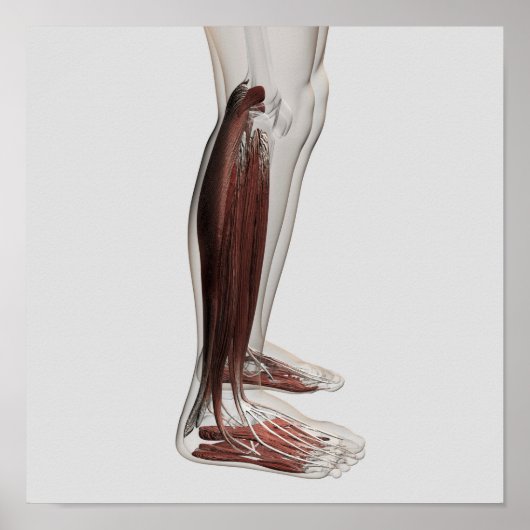 Anatomie van de mannetjes, voorzijde 3 poster (Voorkant)