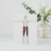 Anatomie van de mannetjes, voorzijde 4 briefkaart (Staand voorkant)