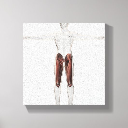 Anatomie van de mannetjes, voorzijde 4 canvas afdruk (Voorkant)
