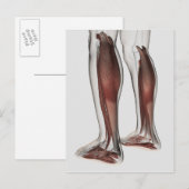 Anatomie van de mannetjes, voorzijde 5 briefkaart (Voorkant / Achterkant)