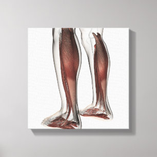 Anatomie van de mannetjes, voorzijde 5 canvas afdruk
