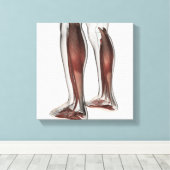 Anatomie van de mannetjes, voorzijde 5 canvas afdruk (Insitu (Houten vloer))