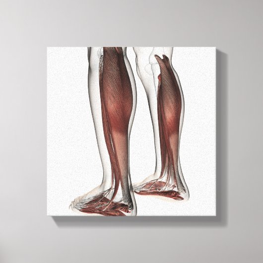 Anatomie van de mannetjes, voorzijde 5 canvas afdruk (Voorkant)