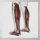 Anatomie van de mannetjes, voorzijde 5 poster (Voorkant)