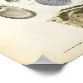 Anatomie van de mens afdrukken poster (Hoek)