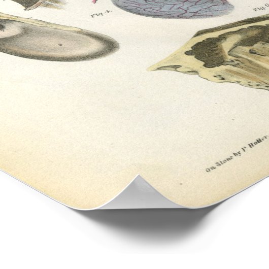 Anatomie van de mens afdrukken poster (Hoek)