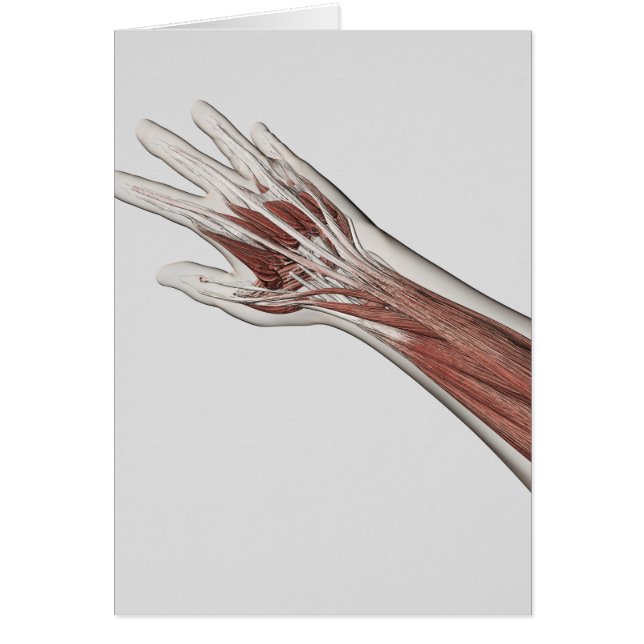 Anatomie van de menselijke arm en de hand (Voorkant)