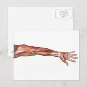 Anatomie van de menselijke armen, Uitzicht aan de  Briefkaart (Voorkant / Achterkant)