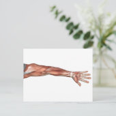 Anatomie van de menselijke armen, Uitzicht aan de  Briefkaart (Staand voorkant)