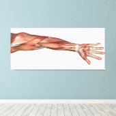 Anatomie van de menselijke armen, Uitzicht aan de  Canvas Afdruk (Insitu (Houten vloer))