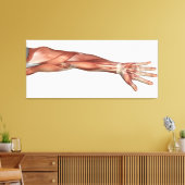 Anatomie van de menselijke armen, Uitzicht aan de  Canvas Afdruk (Insitu (Woonkamer))