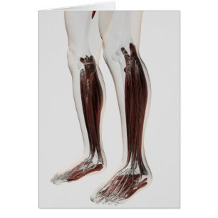 Anatomie van de menselijke benen, voorzijde 6