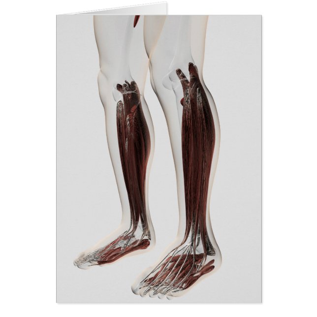 Anatomie van de menselijke benen, voorzijde 6 (Voorkant)