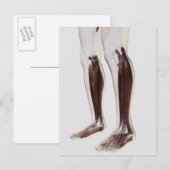 Anatomie van de menselijke benen, voorzijde 6 briefkaart (Voorkant / Achterkant)