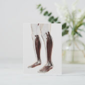 Anatomie van de menselijke benen, voorzijde 6 briefkaart (Staand voorkant)