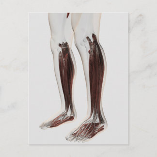 Anatomie van de menselijke benen, voorzijde 6 briefkaart