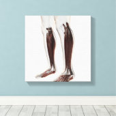 Anatomie van de menselijke benen, voorzijde 6 canvas afdruk (Insitu (Houten vloer))