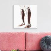 Anatomie van de menselijke benen, voorzijde 6 canvas afdruk (Insitu (Woonkamer))