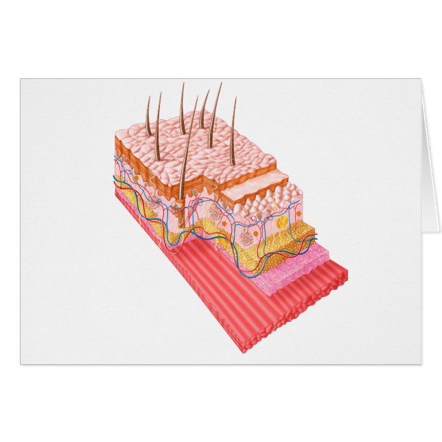 Anatomie van de menselijke huid (Voorkant Horizontaal)