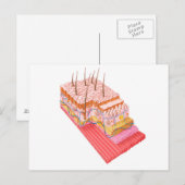 Anatomie van de menselijke huid briefkaart (Voorkant / Achterkant)