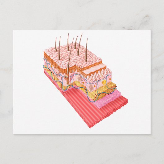 Anatomie van de menselijke huid briefkaart (Voorkant)