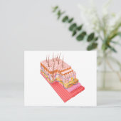 Anatomie van de menselijke huid briefkaart (Staand voorkant)