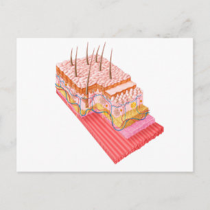 Anatomie van de menselijke huid briefkaart