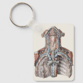 Anatomie van de menselijke keel, nek, borstkas en sleutelhanger (Voorkant)