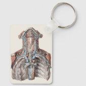 Anatomie van de menselijke keel, nek, borstkas en sleutelhanger (Achterkant)