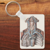 Anatomie van de menselijke keel, nek, borstkas en sleutelhanger (Voorkant)