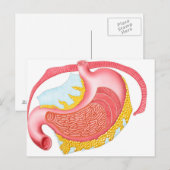 Anatomie van de menselijke maag briefkaart (Voorkant / Achterkant)