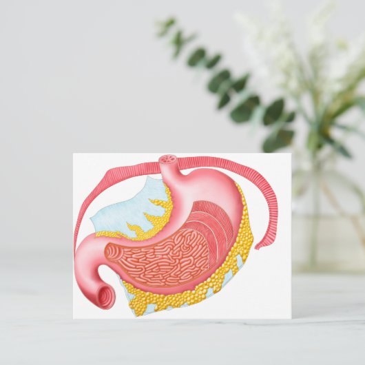 Anatomie van de menselijke maag briefkaart (Staand voorkant)