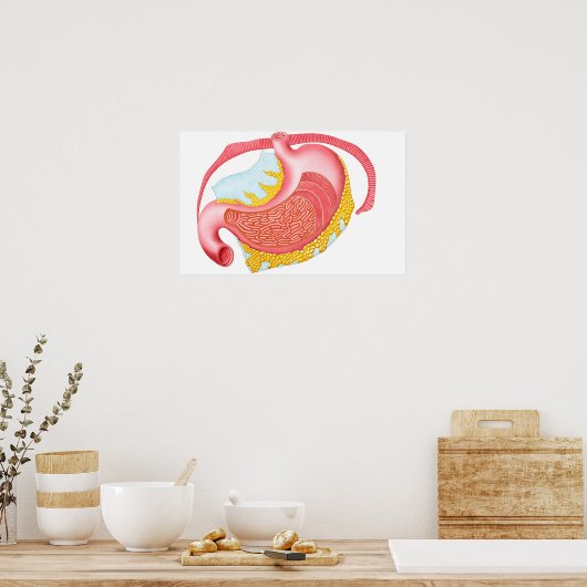 Anatomie van de menselijke maag poster (Keuken)