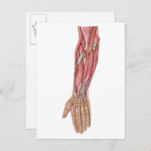 Anatomie van de menselijke moederspieren 1 briefkaart (Voorkant / Achterkant)