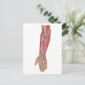 Anatomie van de menselijke moederspieren 1 briefkaart (Staand voorkant)