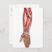 Anatomie van de menselijke moederspieren 2 briefkaart (Voorkant / Achterkant)