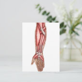 Anatomie van de menselijke moederspieren 2 briefkaart (Staand voorkant)